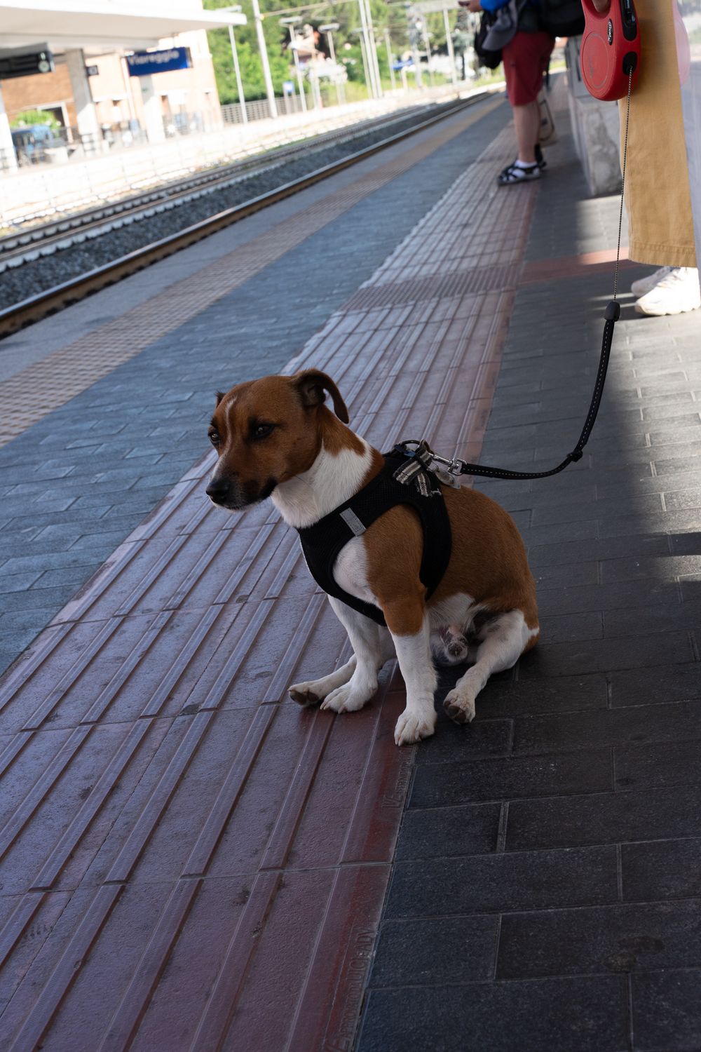 Brown and white dog waiting on train platform with textured tiles.