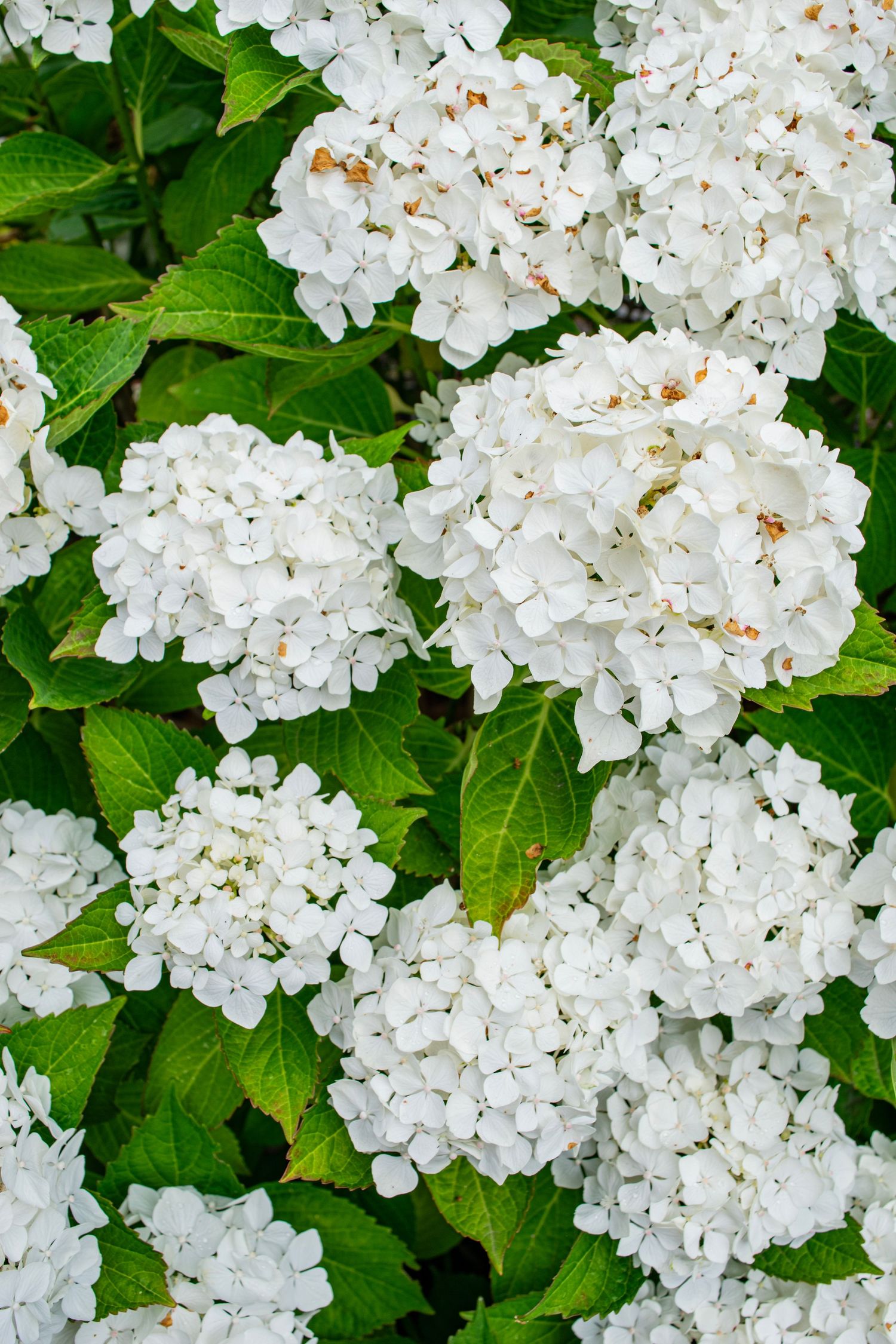 Clusters of white hydrangea flowers in full bloom surrounded by lush green leaves.