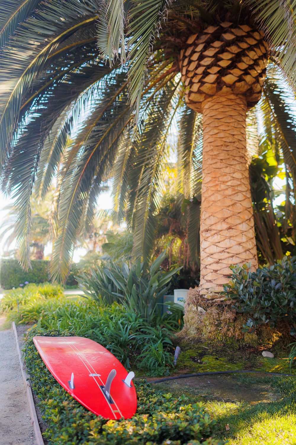 Red kayak rests under tall palm trees and foliage in a tropical garden setting during sunset.