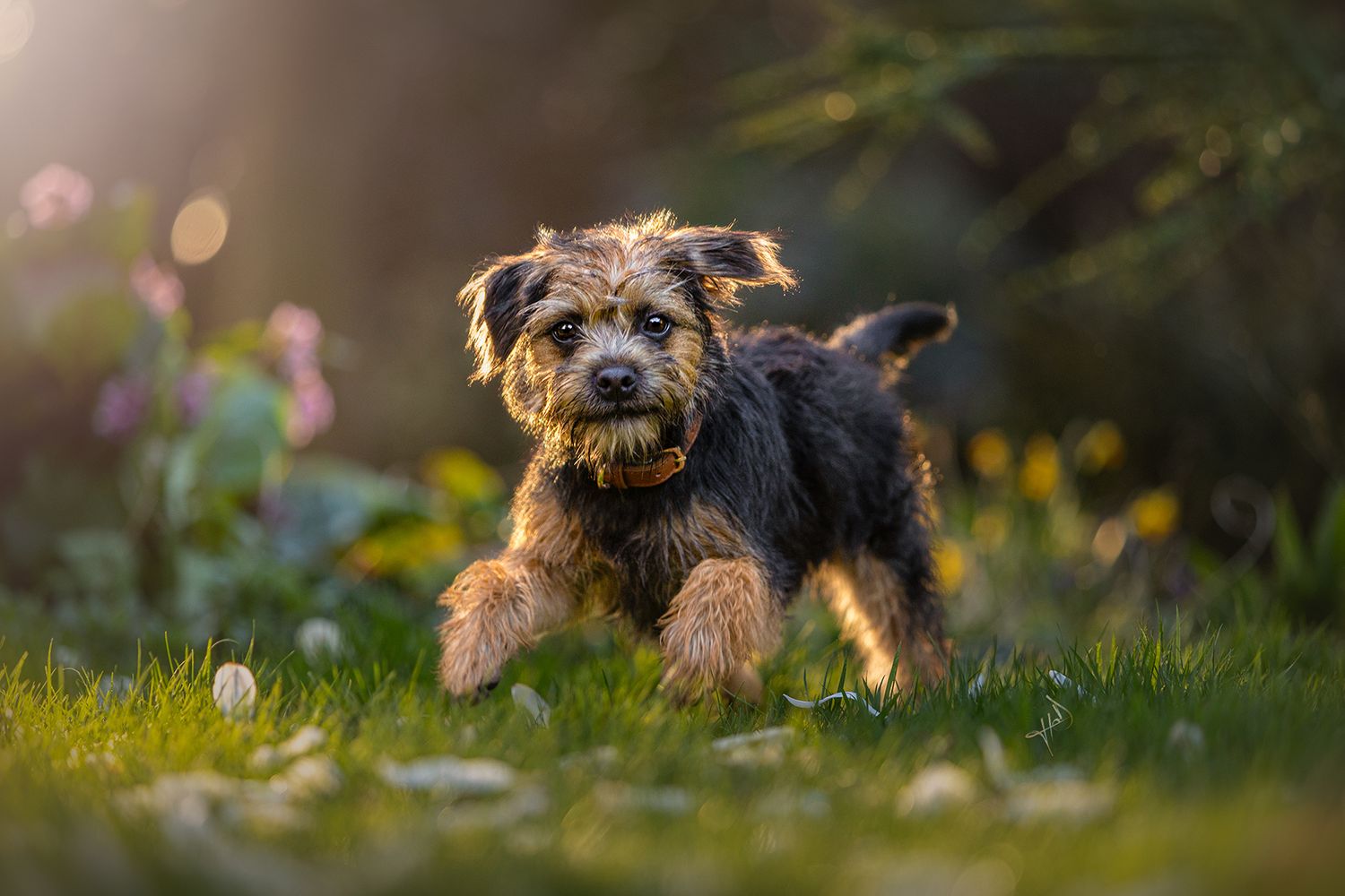 border terrier dog photographer