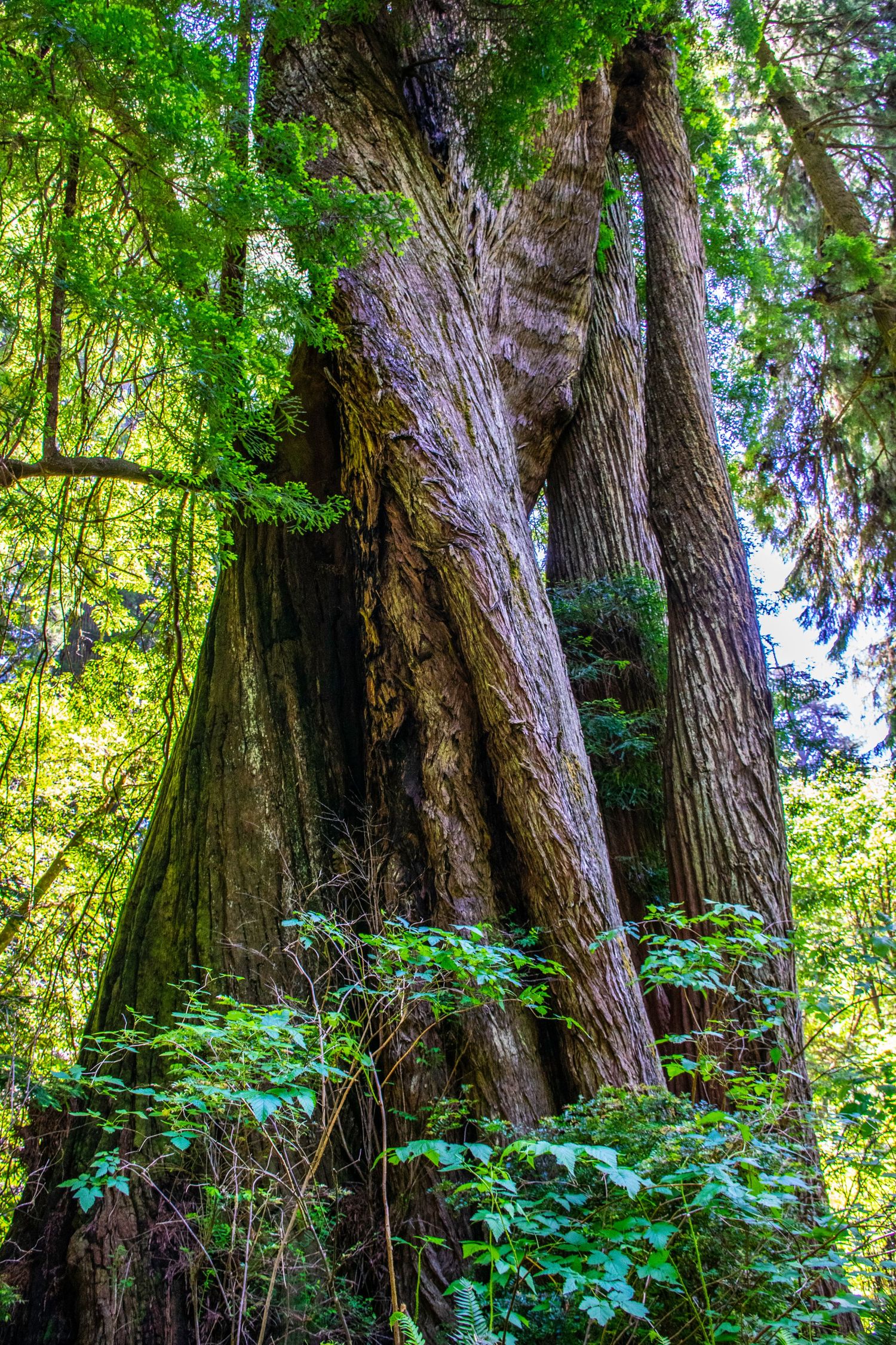 Ancient redwood tree trunks stretch skyward in a misty forest setting.