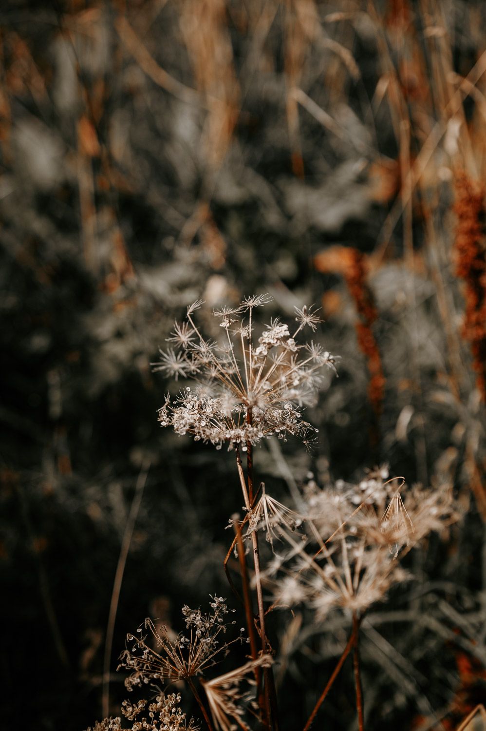 Close-up of dried wildflower with delicate white seeds against a blurred autumn background.