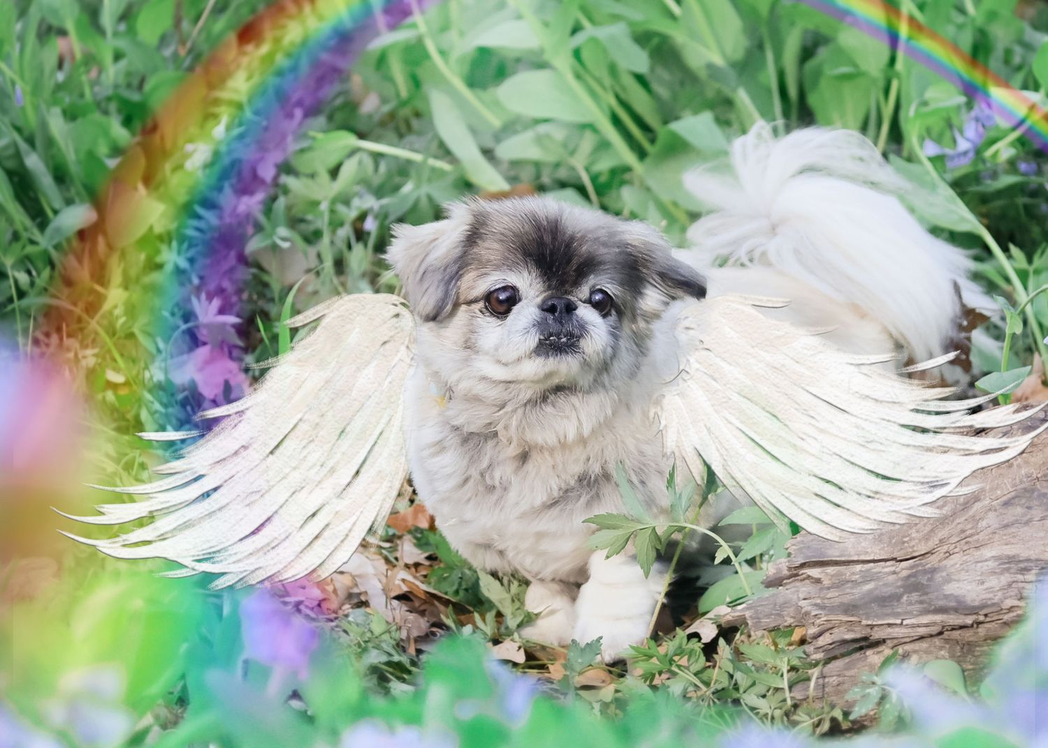 Fluffy Pekingese dog with angel wings lying in grass under a rainbow effect. In Remembrance of a dog that crossed over the rainbow bridge.