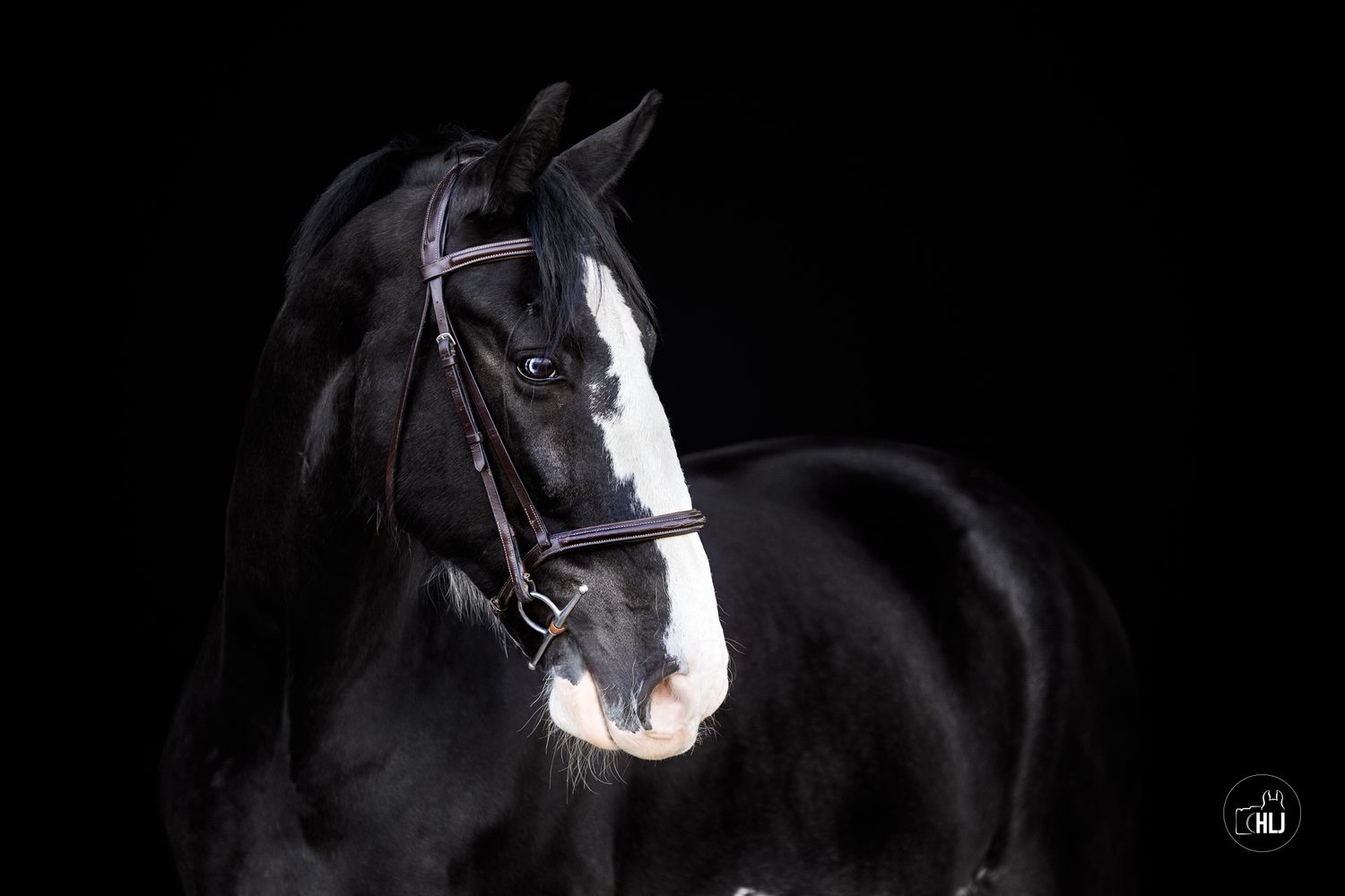 Elegant black horse with white blaze portrait against dark background.
