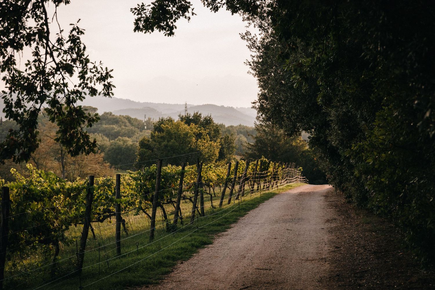A dirt path winds through a vineyard with rolling hills and mountains in the distance in Tuscany, Italy.