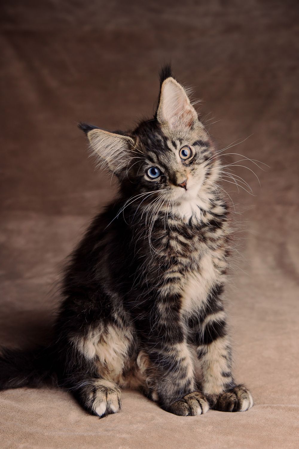 Adorable Maine Coon kitten with blue eyes and tabby markings sitting upright against a brown background.