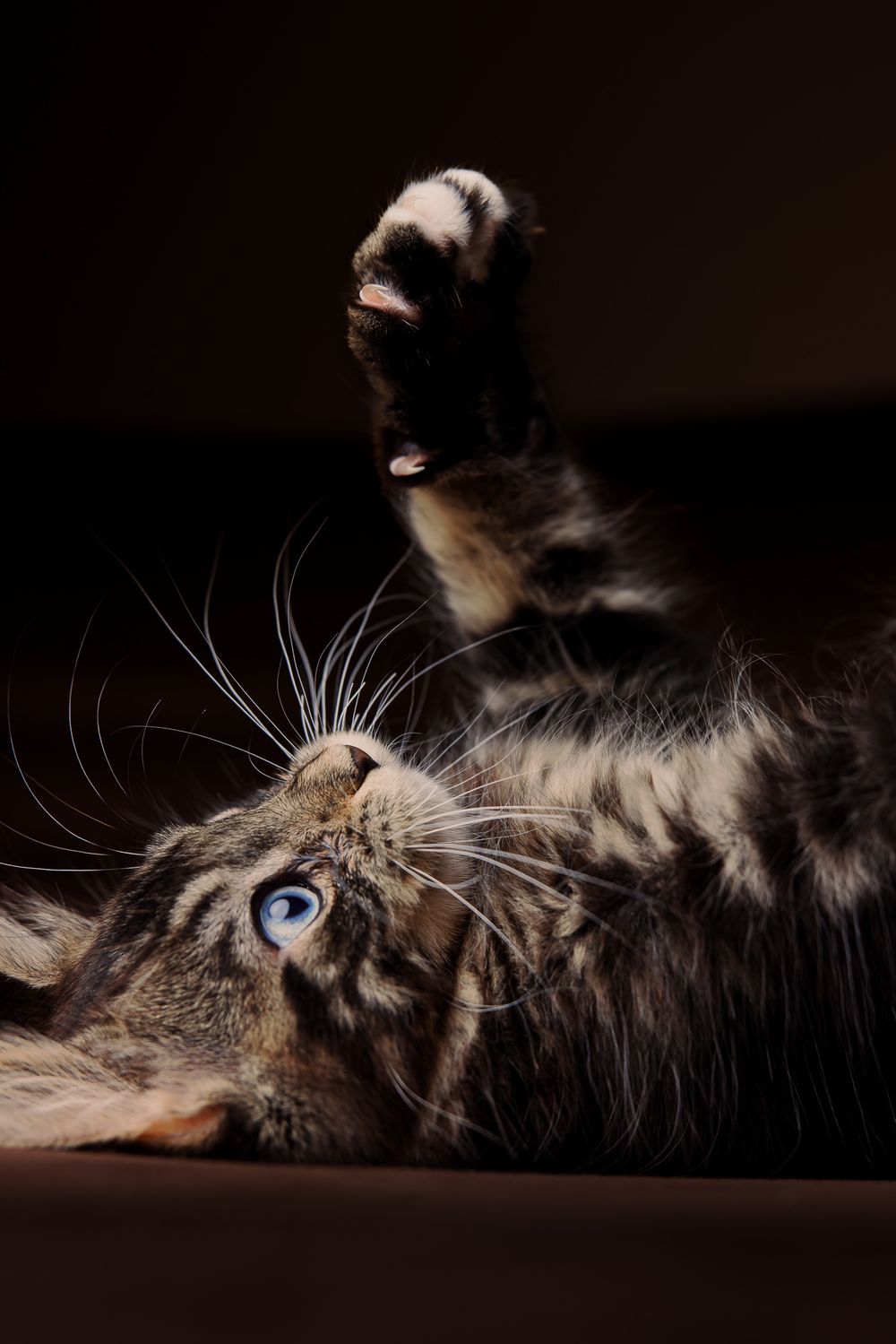 A tabby kitten with blue eyes lies on its back, playfully raising one paw up in a dark, moody setting.