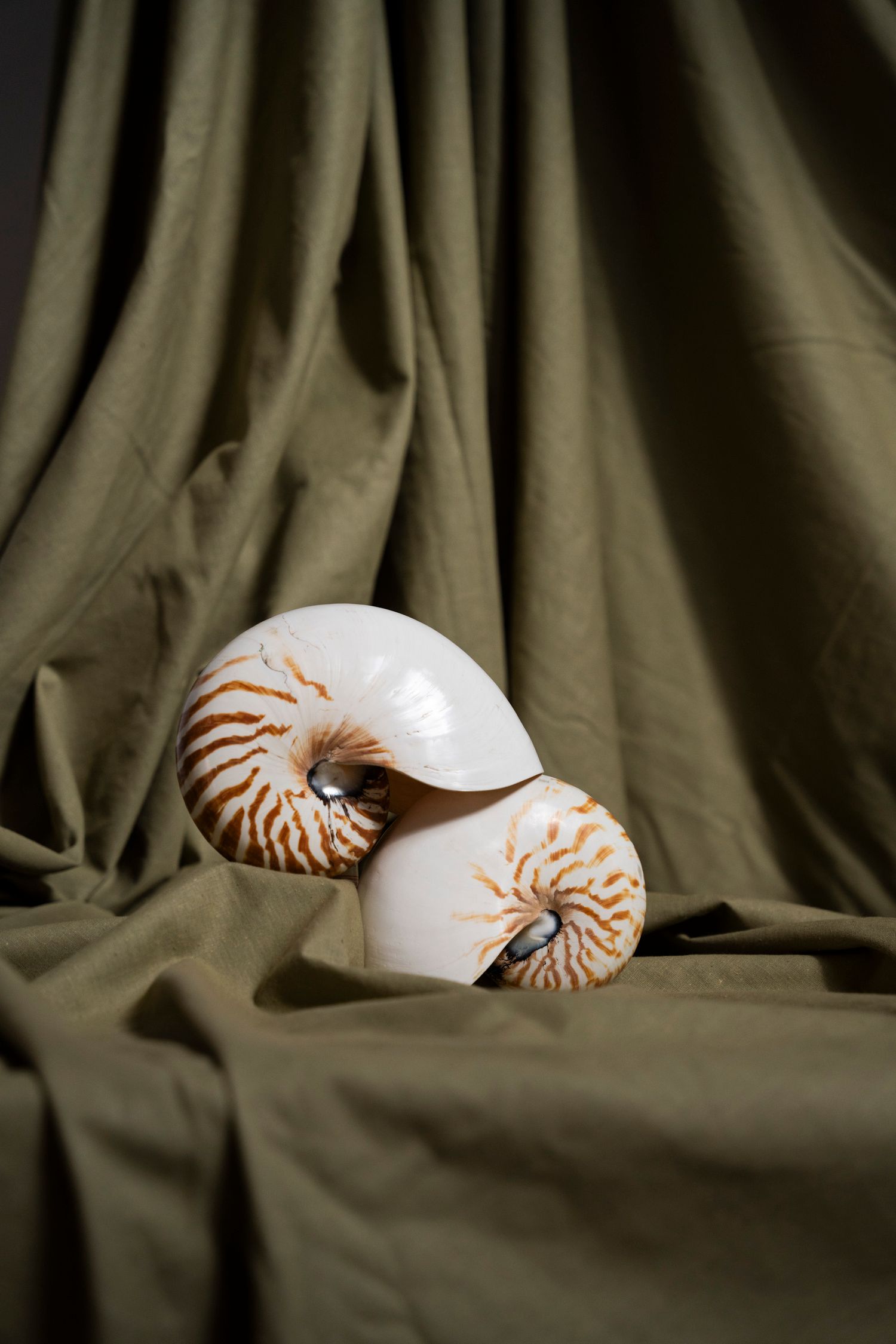 Detailed view of nautilus shells on olive fabric; technical product photography highlighting texture and natural form.
