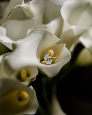 Elegant white calla lilies with delicate petals and yellow stamens in soft focus create a dreamy floral display.
