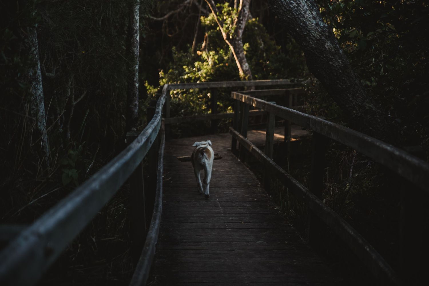 Dark wooden boardwalk leading through forest at dusk.