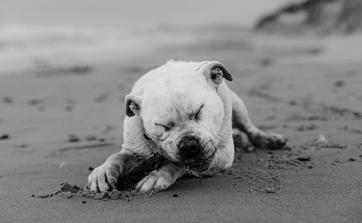 Black and white portrait of a dog lying on beach sand with a stick.
