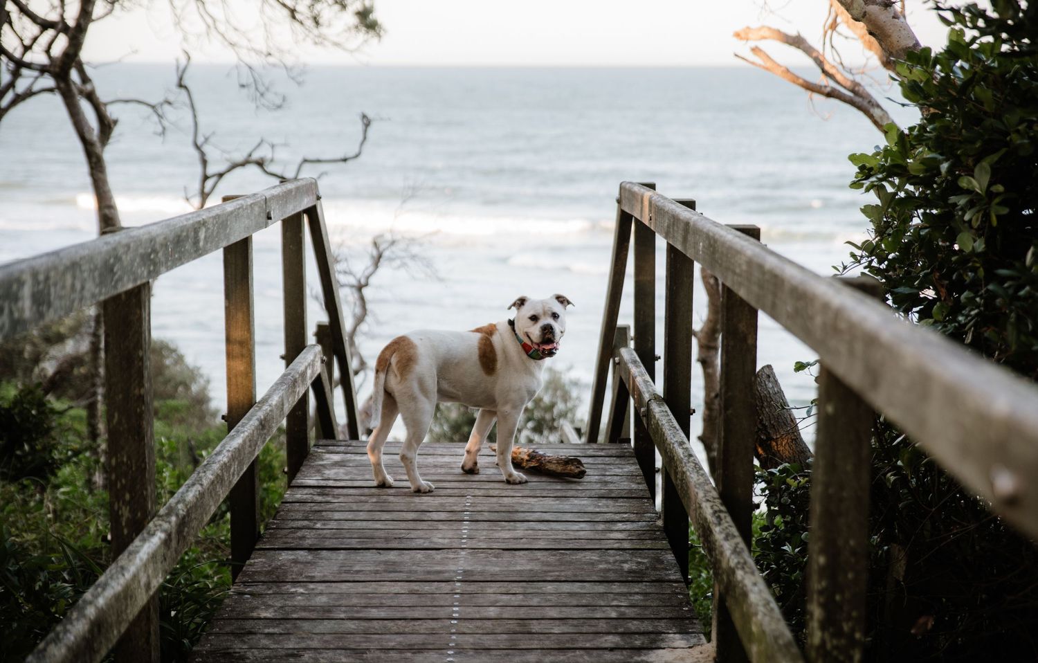 White dog standing on wooden stairs leading to beach.