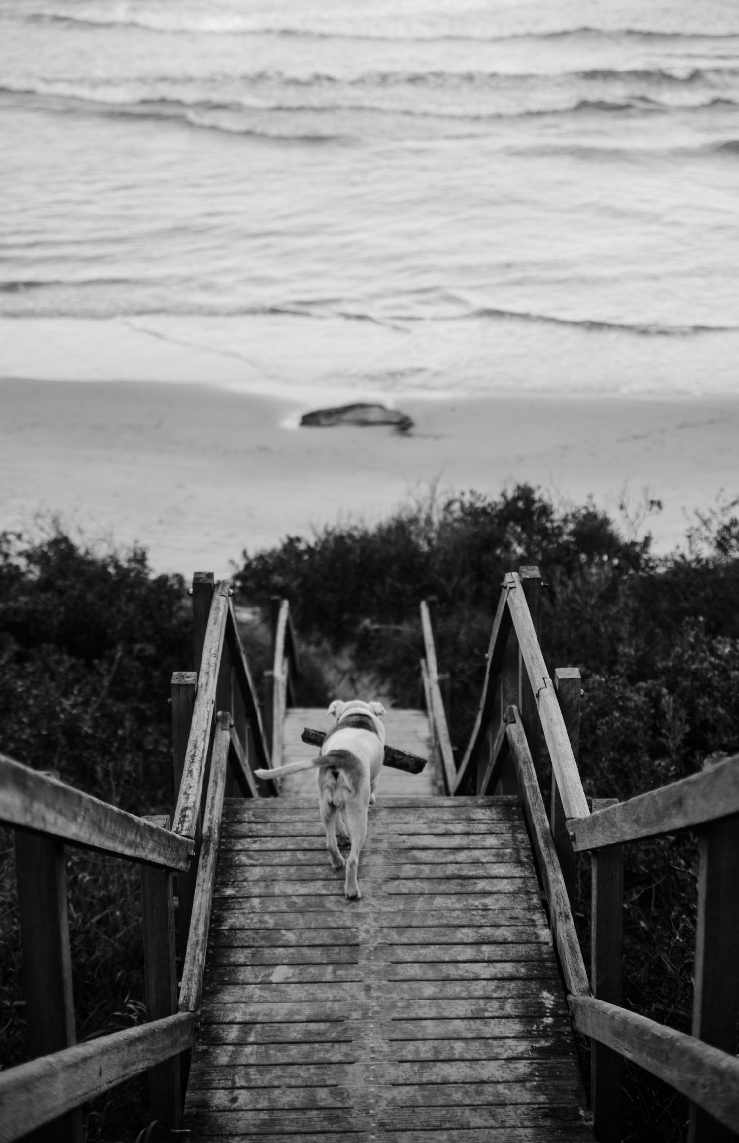 Wooden stairway descending to beach with waves in background.
