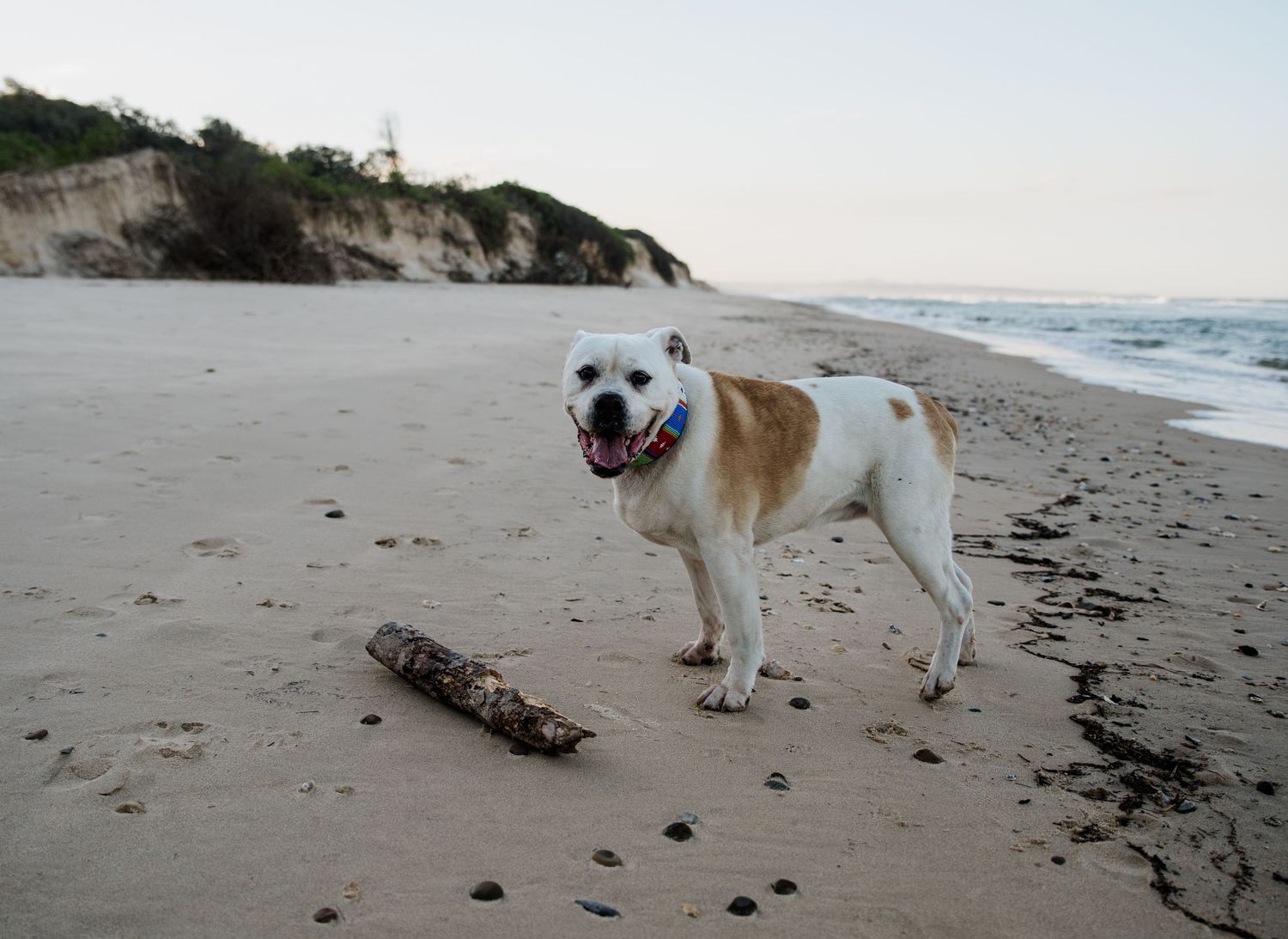 White and tan dog smiling on a beach with driftwood and coastal cliffs in the background.