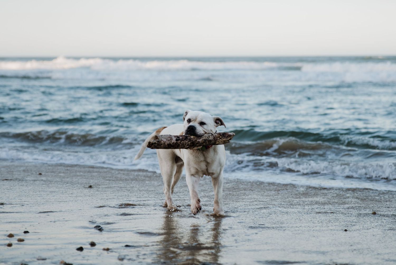 Playful dog carrying a large stick while standing in the ocean surf at the beach.