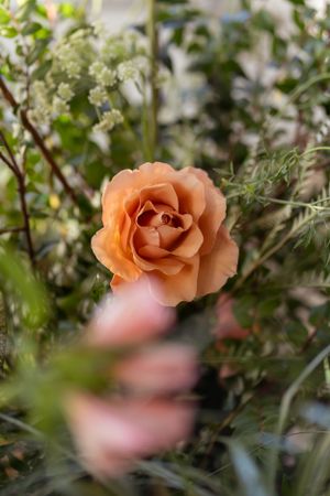 A peachy-orange rose bloom in soft focus surrounded by green foliage and small white flowers in the background.