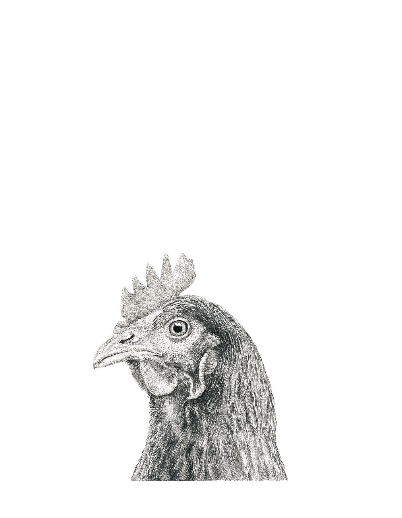 Detailed black and white pencil drawing of a hen's head and neck, showcasing intricate feather texture and a sharp beak.