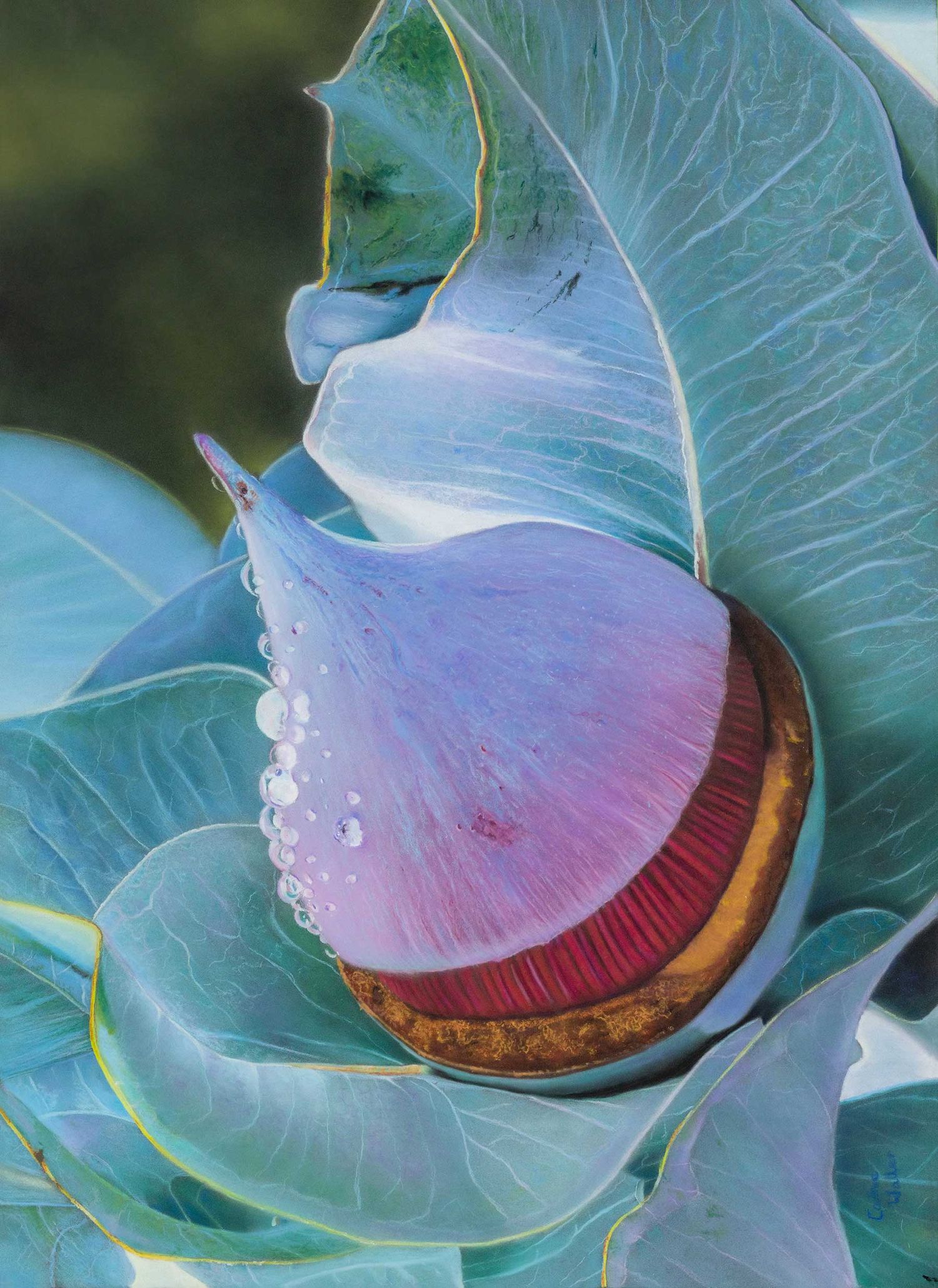 A sequence of lotus leaves progressively revealing bright reddish-pink undersides against turquoise green foliage.