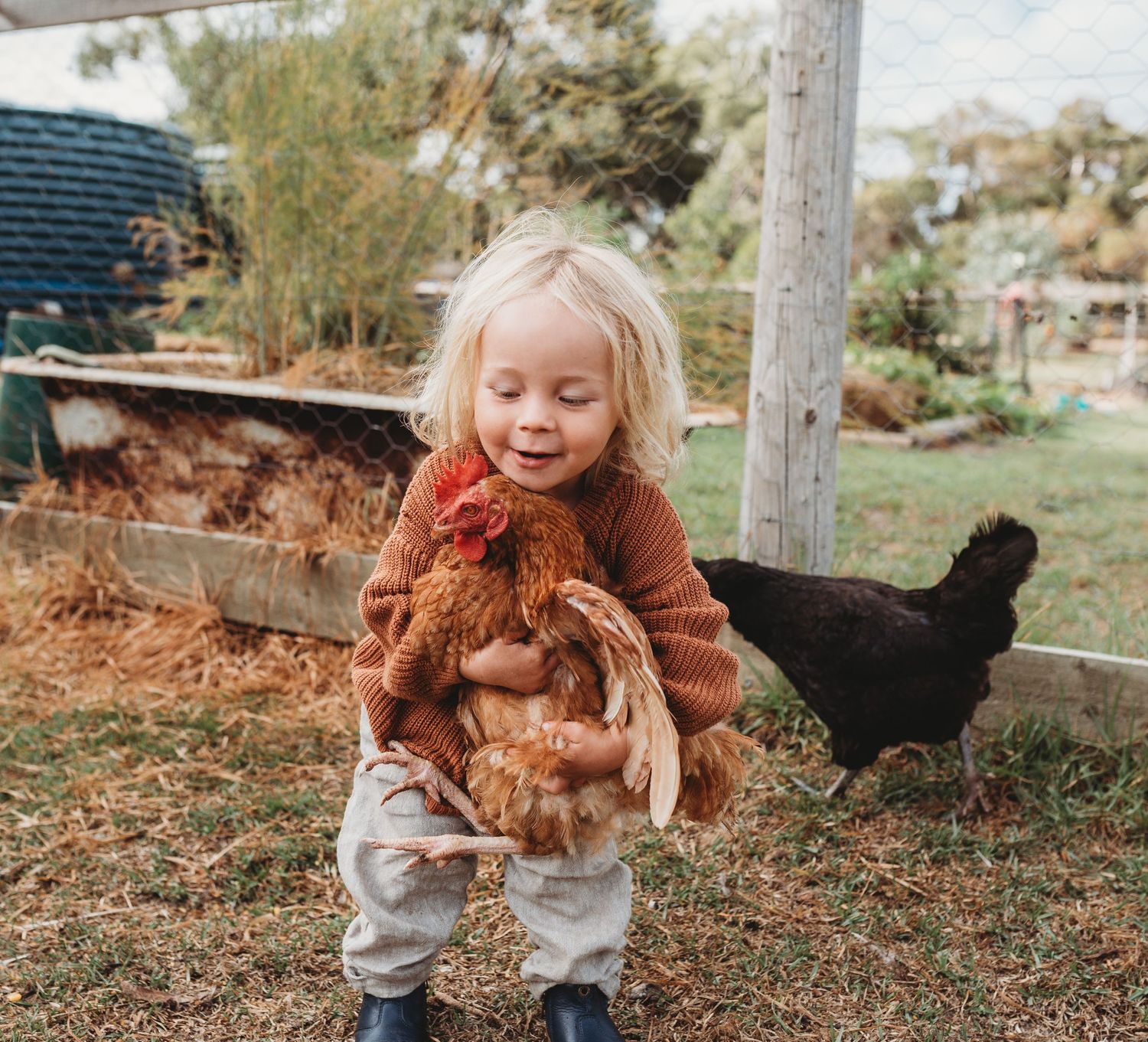 A young child in a brown sweater holds a brown chicken in a backyard farm setting.