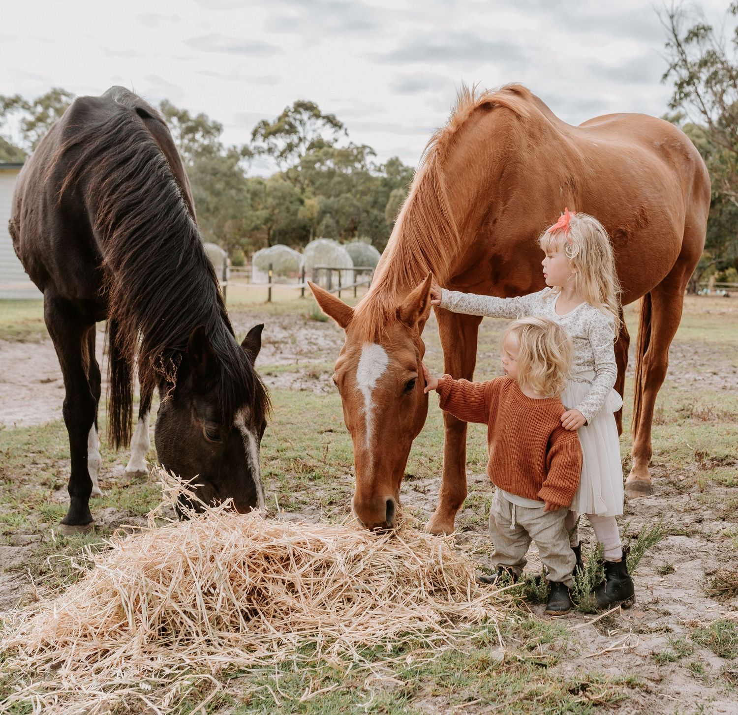 Two horses eat hay while children stand nearby in a paddock.