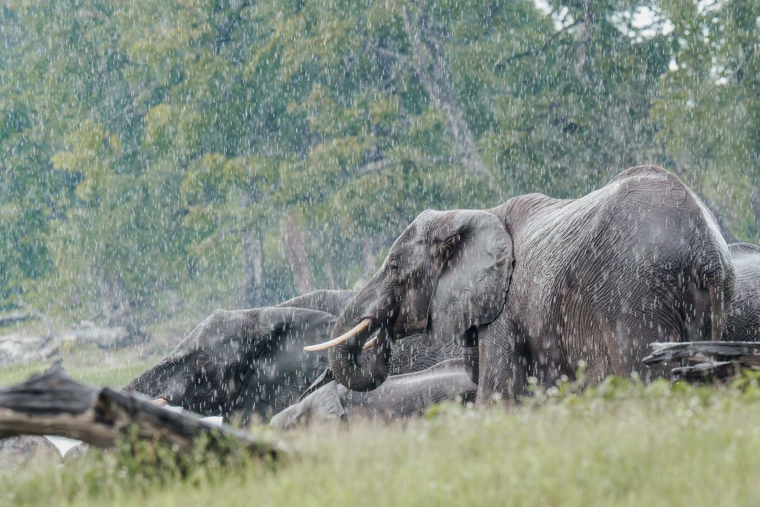 Herd of African elephants spraying water and playing in a river on a sunny day.