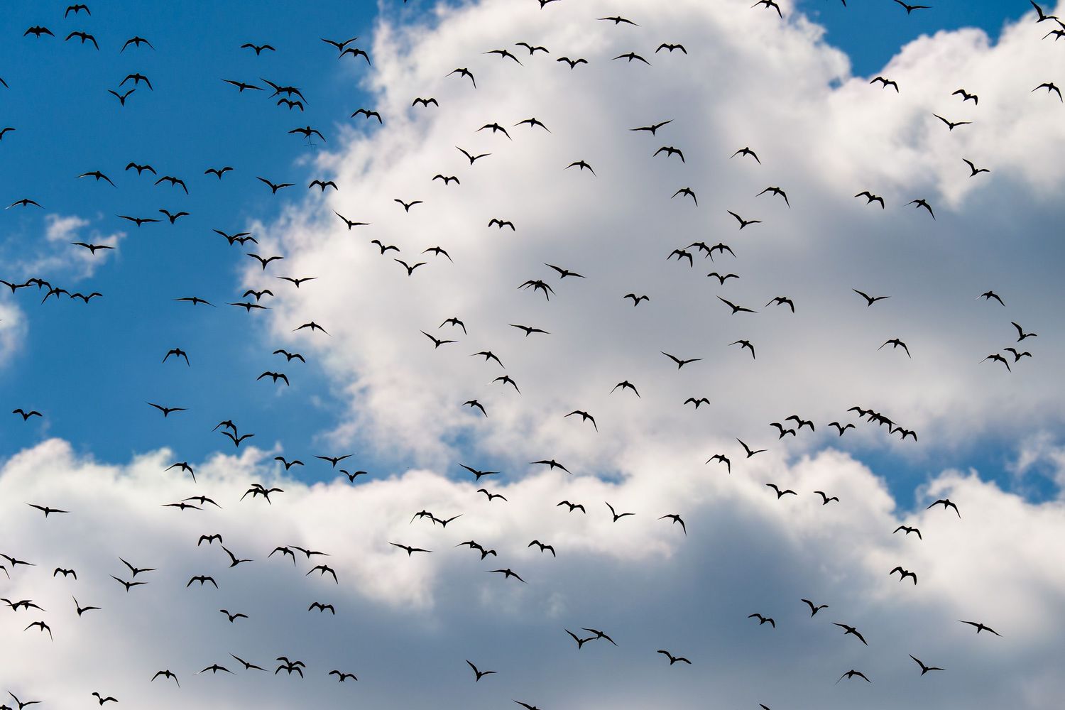 A flock of birds soars across a bright blue sky with scattered white puffy clouds.