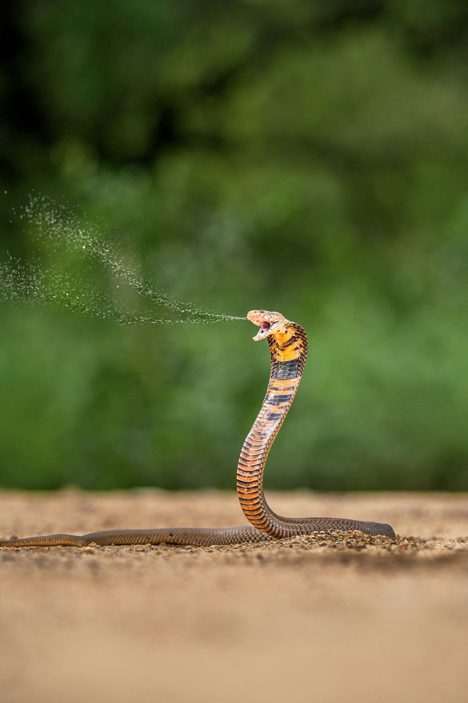 A sequence of photos shows a cobra snake spraying venom while in a defensive striking position against a blurred background.