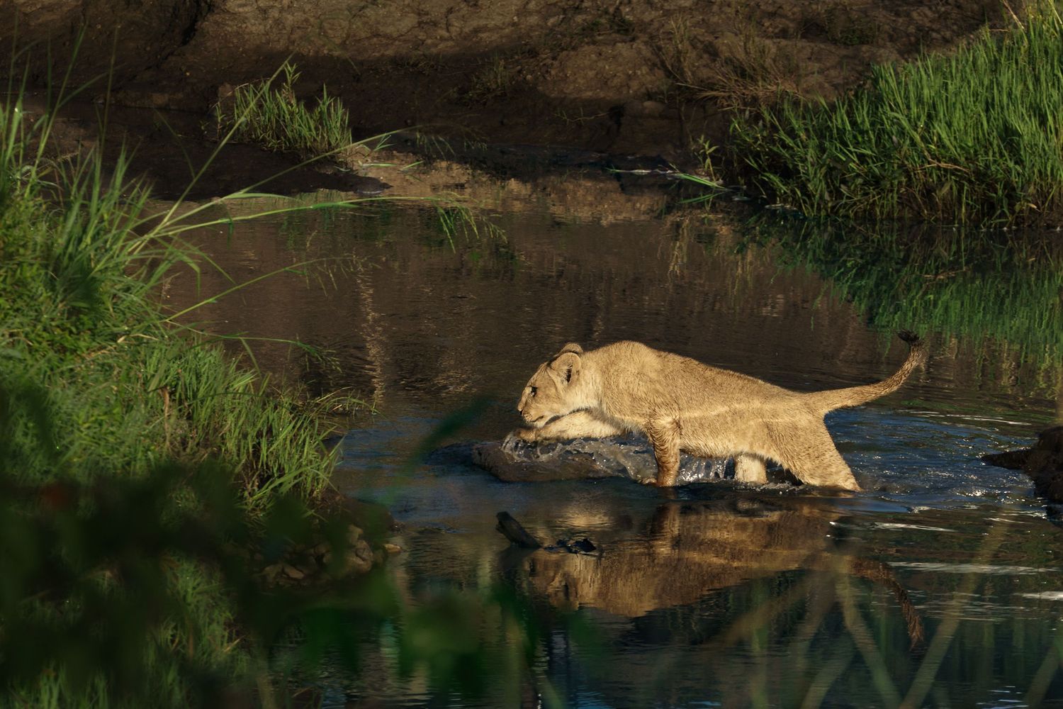 A young lioness carefully crosses a shallow stream, her reflection visible in the calm water surrounded by lush green grass.