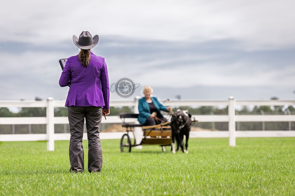 Woman in purple western show jacket watches miniature horse pulling cart on green grass.