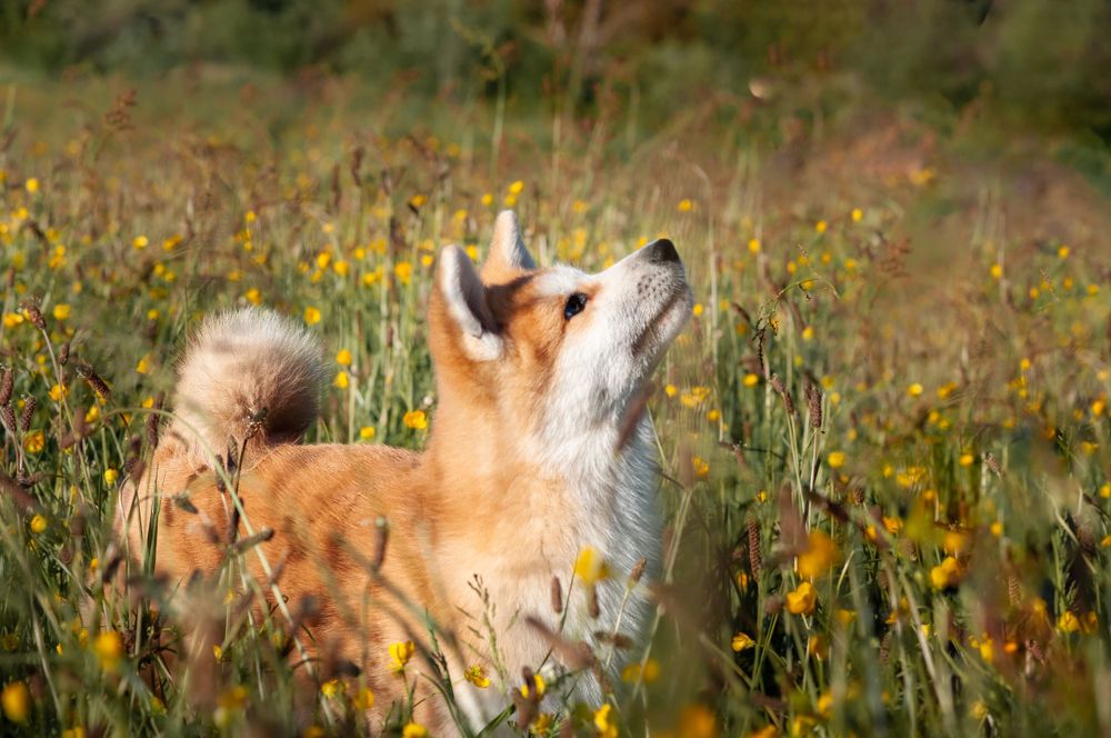chiot akita chien nature aveyron