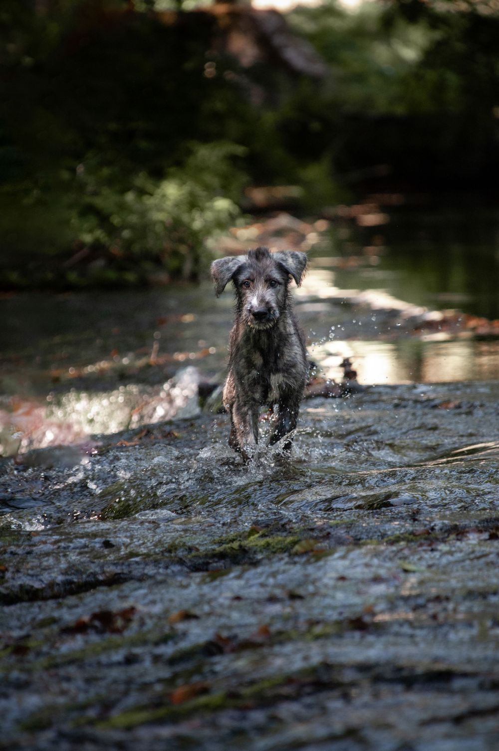 chiot lévrier irlandais chien nature aveyron