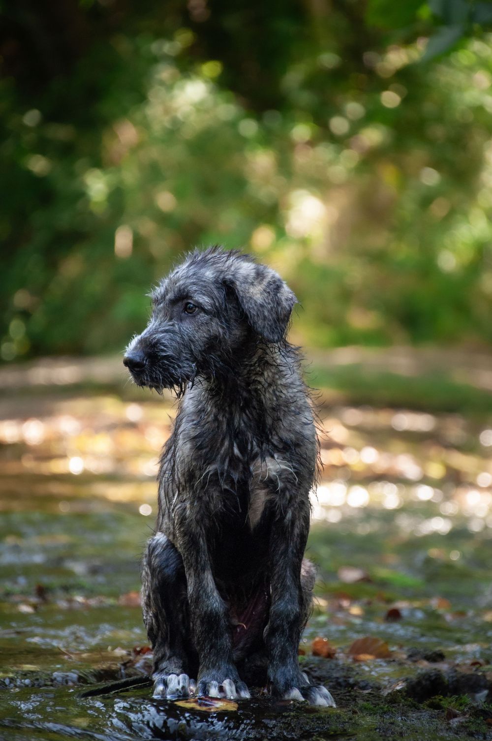 chiot lévrier irlandais chien nature aveyron