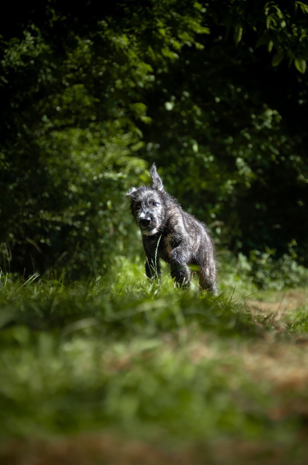 chiot lévrier irlandais chien nature aveyron