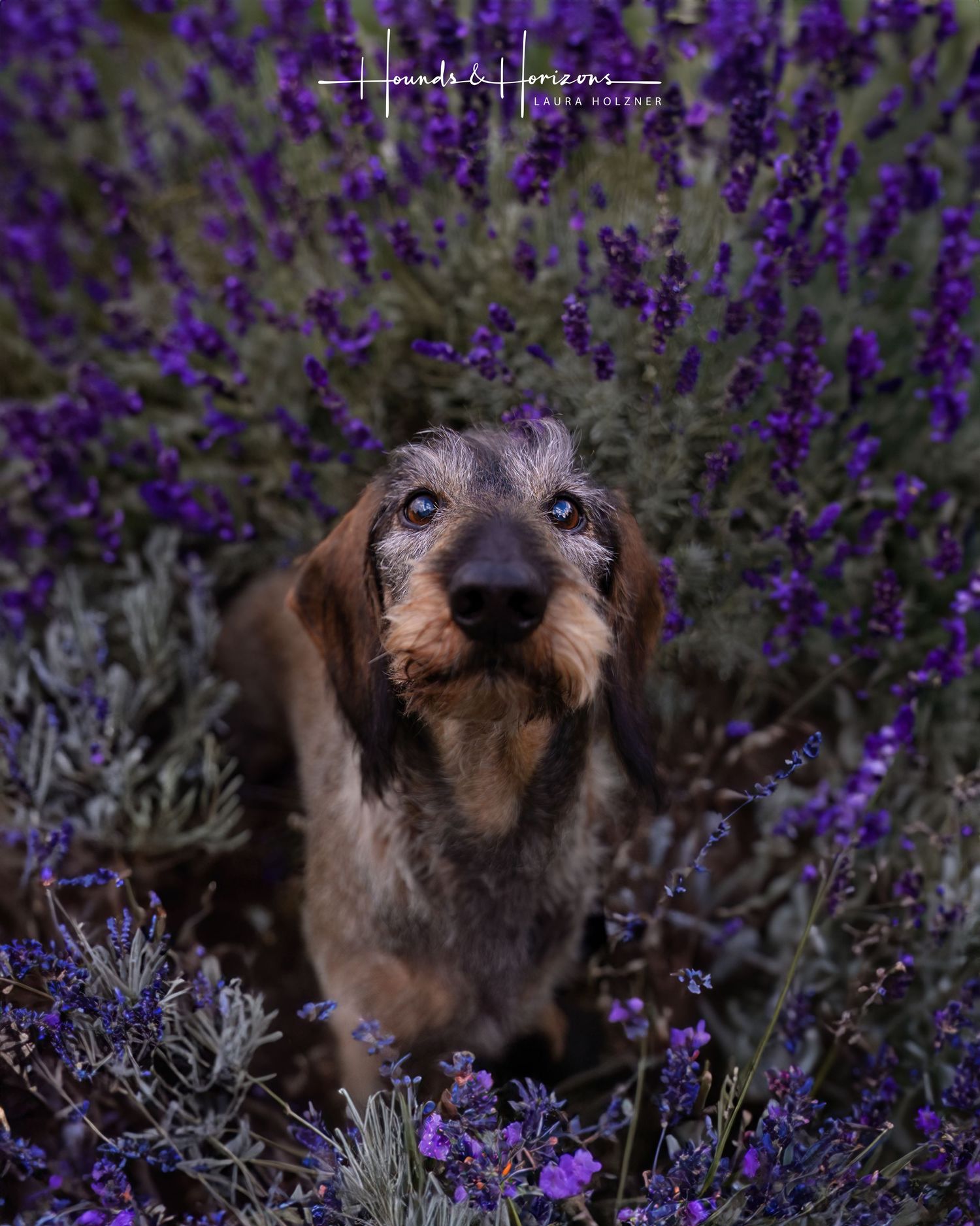 A black and white dog with a vivid blue eye looks upward through blurred green forest ferns.