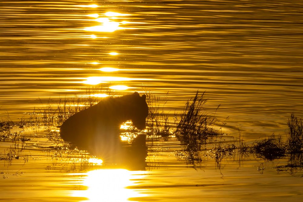 A bear silhouetted against golden sunset reflections while wading in a calm river.