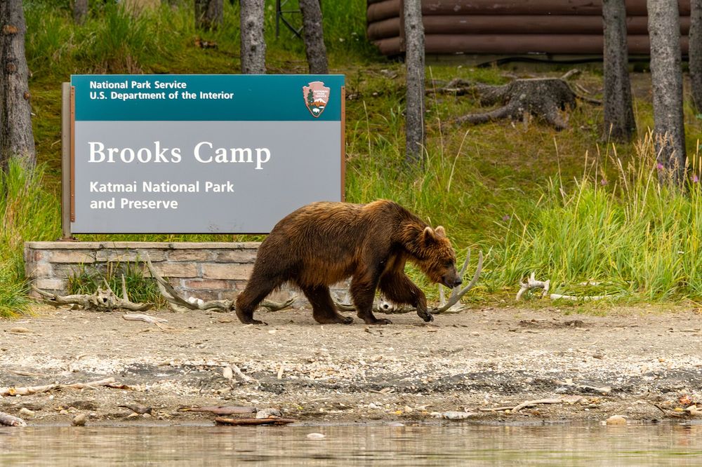 A grizzly bear walking along the shoreline past the Brooks Camp Katmai National Park sign.