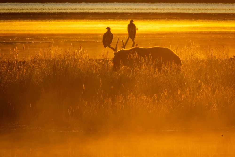Silhouette of a bear and two eagles in misty golden marsh at sunrise.
