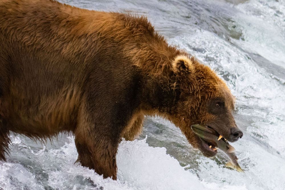A brown bear catches a salmon in its mouth at a rushing waterfall river in the wild.