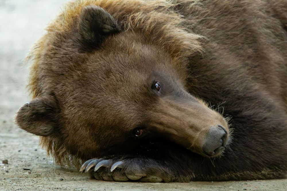 A large brown grizzly bear rests its head on the ground, showing detailed fur and claws.