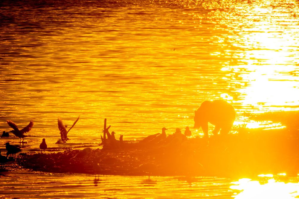 Bear and birds silhouetted against vivid golden sunset light reflecting off rippling water.