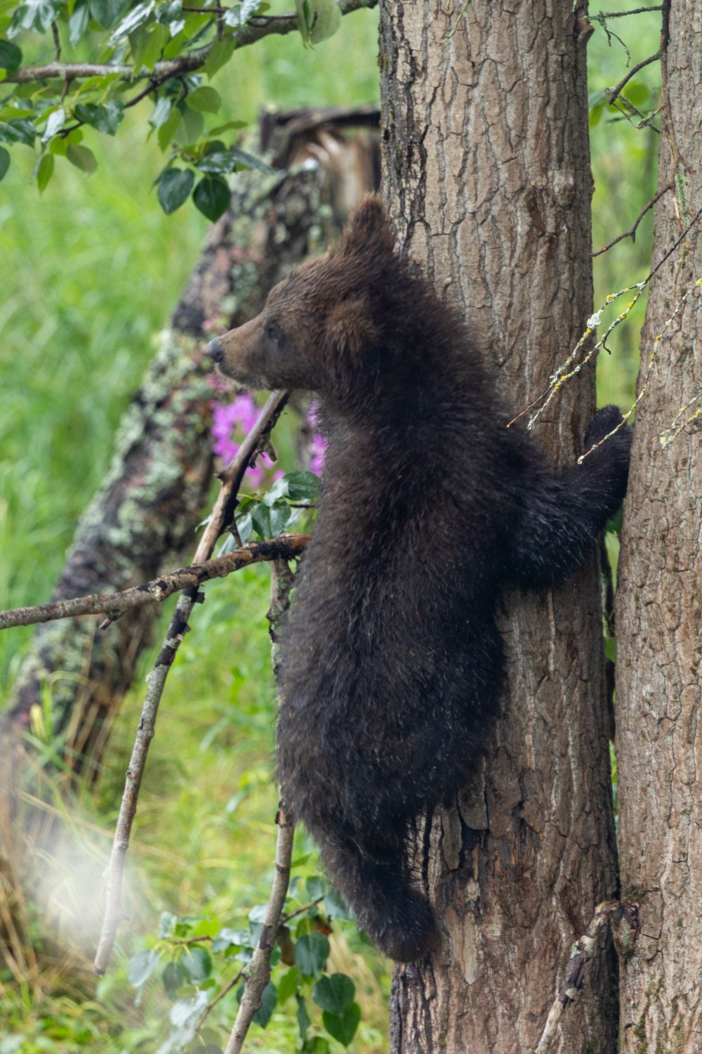 Brown bear cub climbing a tree trunk in a lush green forest habitat.