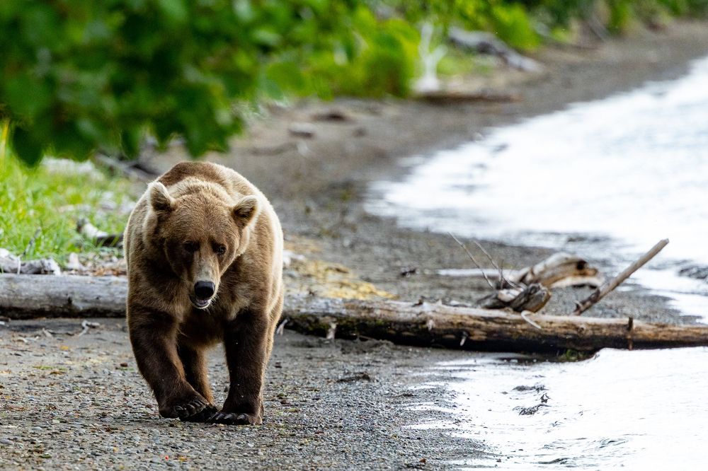 A brown bear walks along a rocky shoreline near driftwood and calm water.