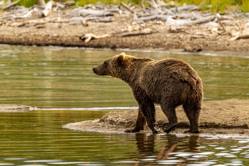 A young grizzly bear stands on a small sandbar at the edge of a river.