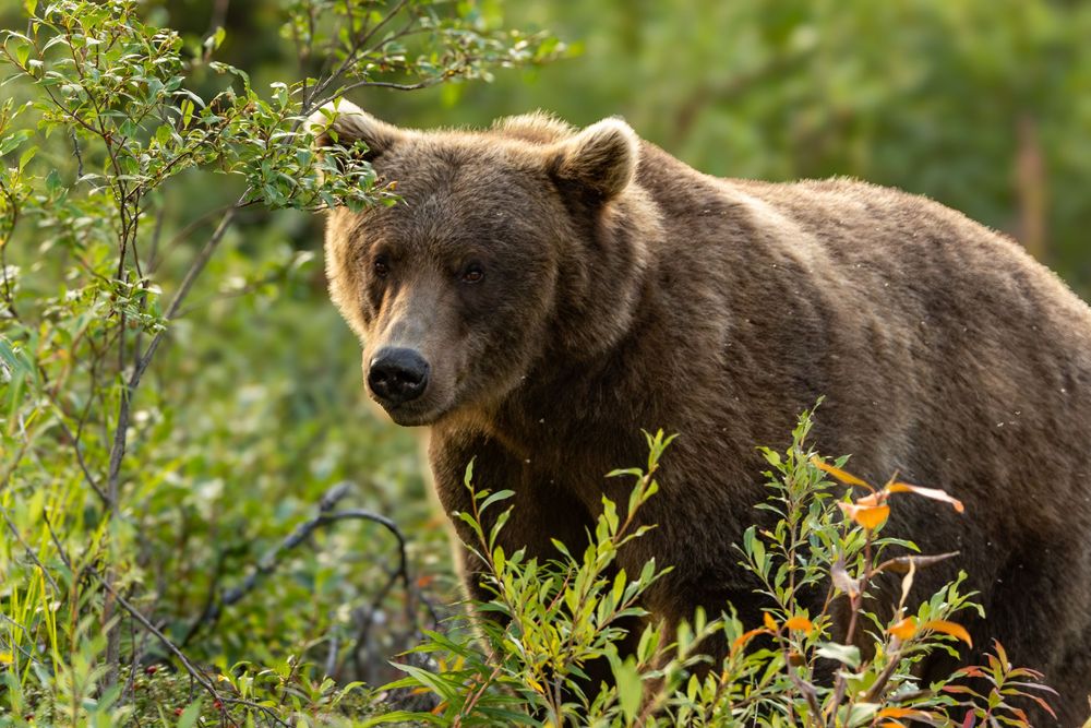 A large grizzly bear peers through vibrant green and orange wildflowers and shrubs in a forest setting.