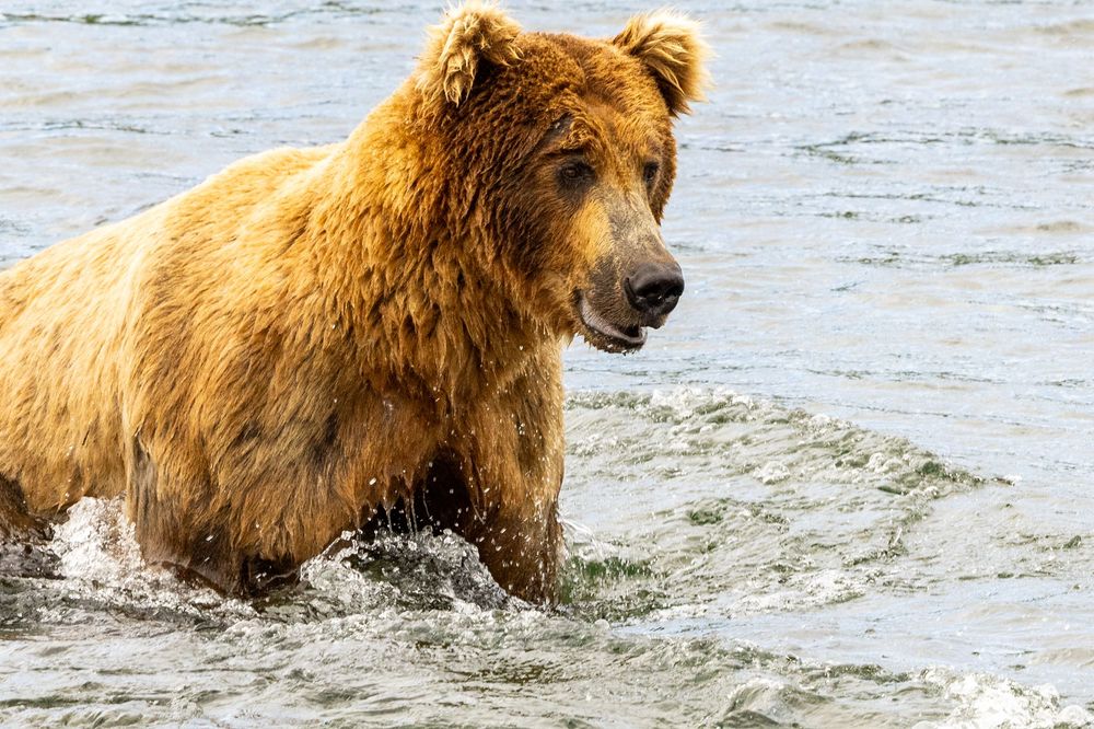 A large grizzly bear wading through rushing river water while hunting for salmon.