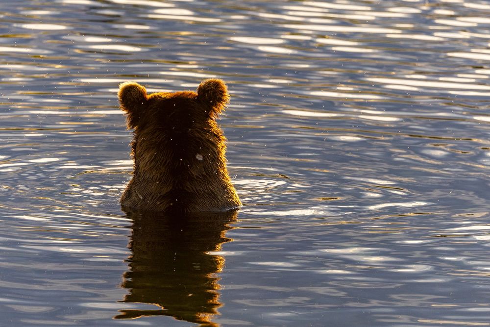 Brown bear cub swimming away in calm reflective water at dusk.