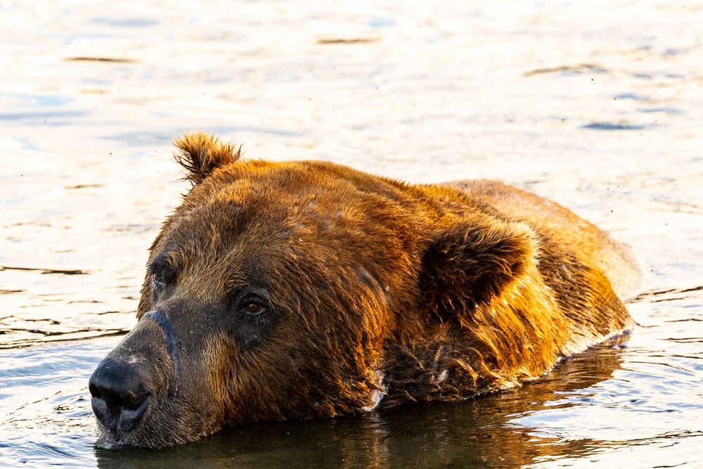 Close-up of a wet brown bear resting its head near the water surface in golden light.