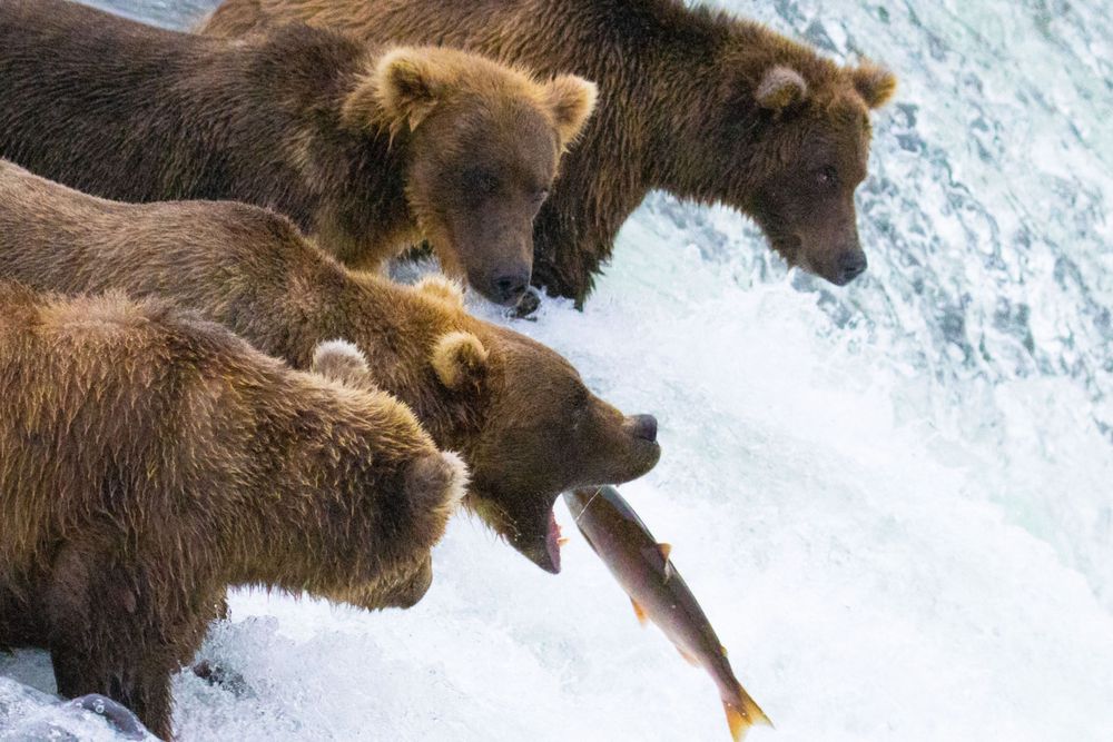 Three brown bears catching a leaping salmon at the top of a rushing waterfall.