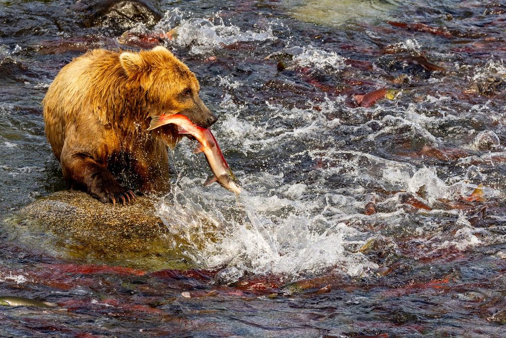 A grizzly bear catches a salmon in rushing whitewater river rapids.