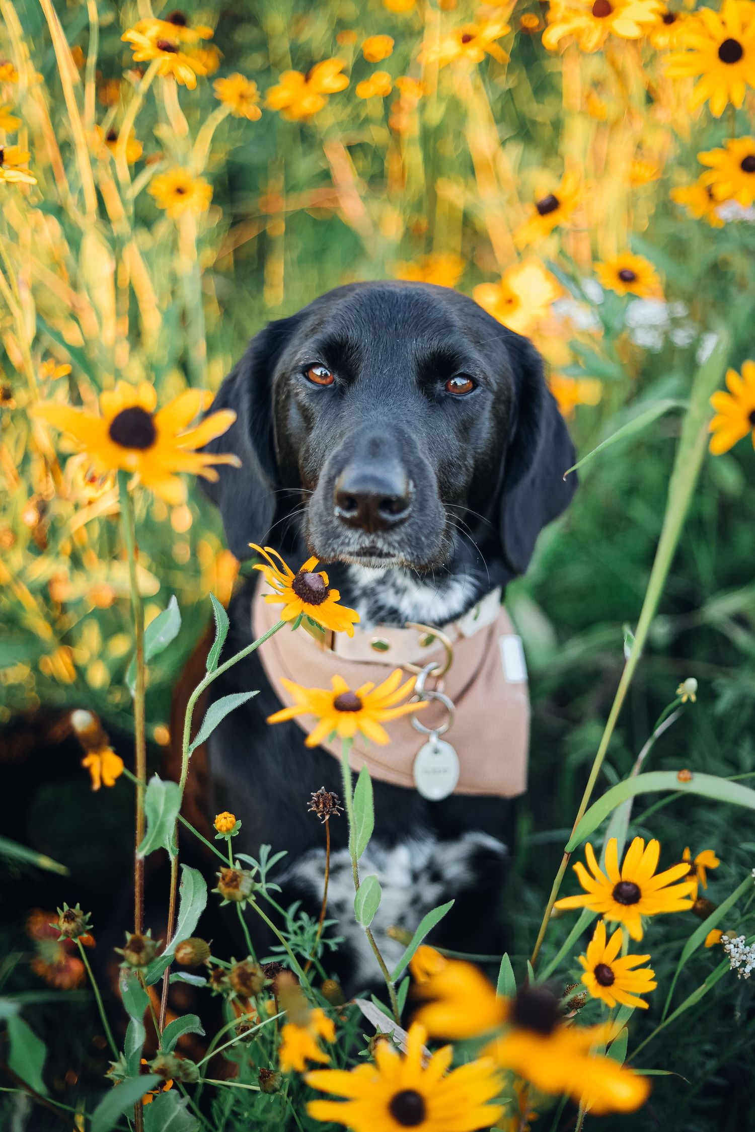 Black and white dog sitting among bright yellow wildflowers looking at camera. Pet photography